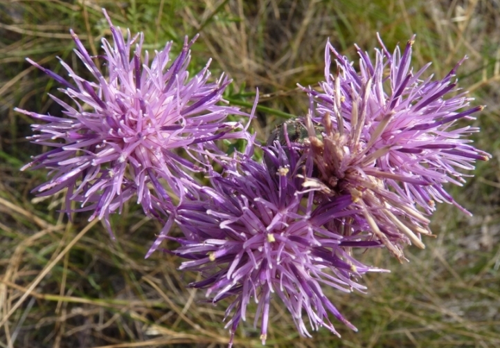 Centaurea scabiosa sl.