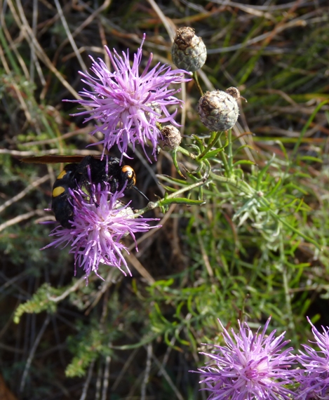 Centaurea scabiosa sl.