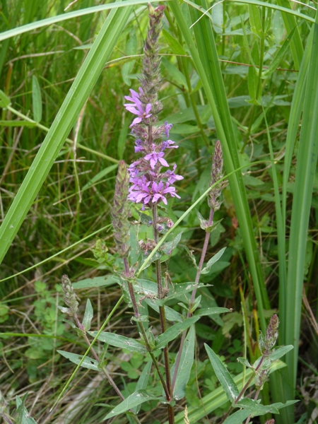 Lythrum salicaria