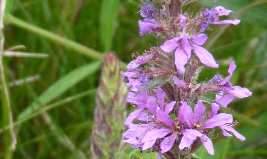 Lythrum salicaria