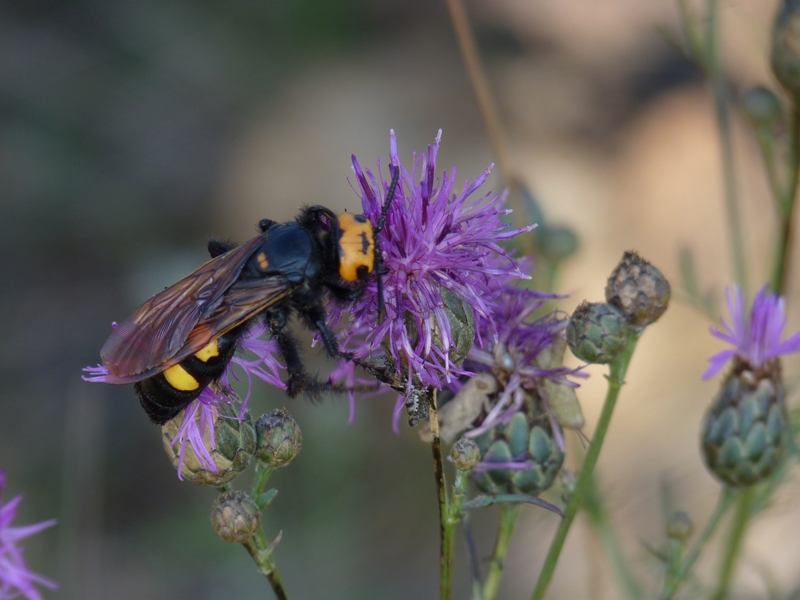 Megascolia flavifrons flavifrons (Scolidae)