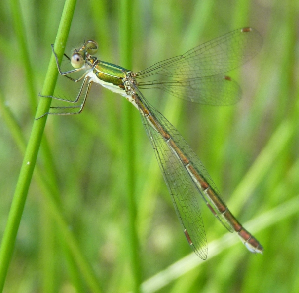 Lestes virens vestalis??