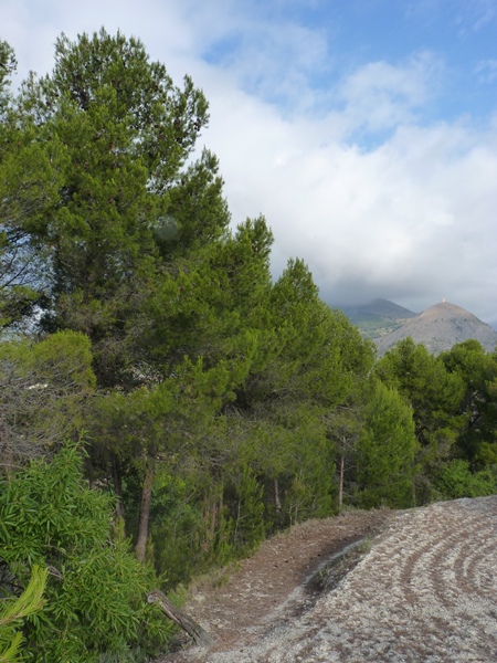 Pinus pinea o pinaster?