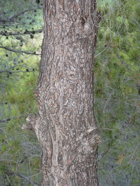 Pinus pinea o pinaster?