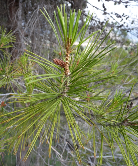 Pinus pinea o pinaster?