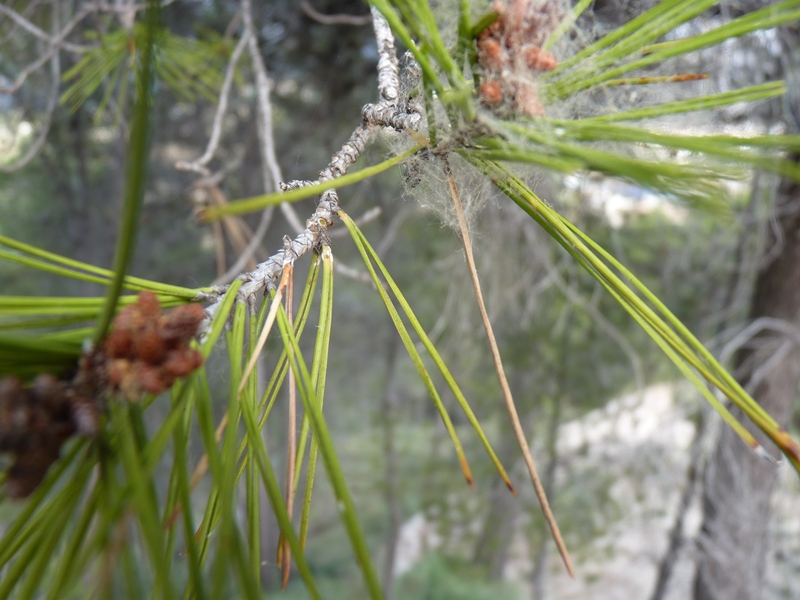 Pinus pinea o pinaster?