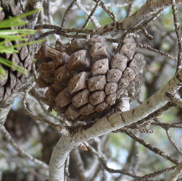 Pinus pinea o pinaster?