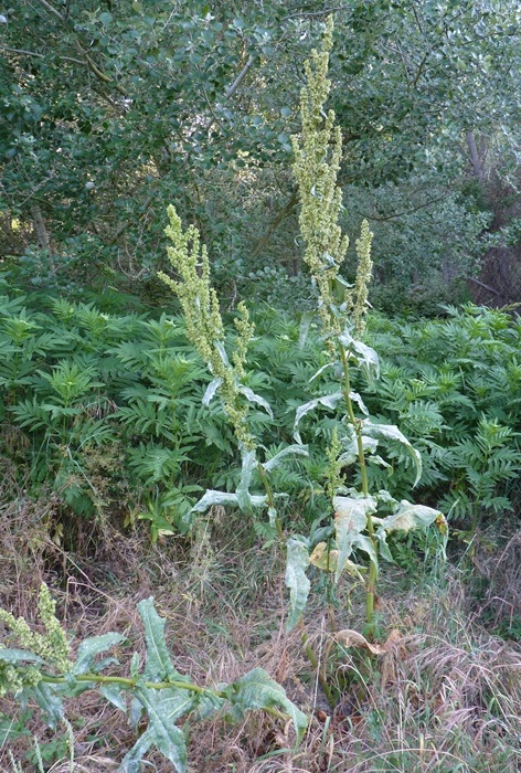 Rumex ?