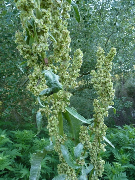 Rumex ?