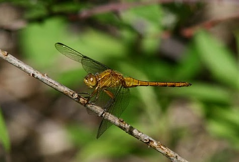 Sympetrum sp. da identificare