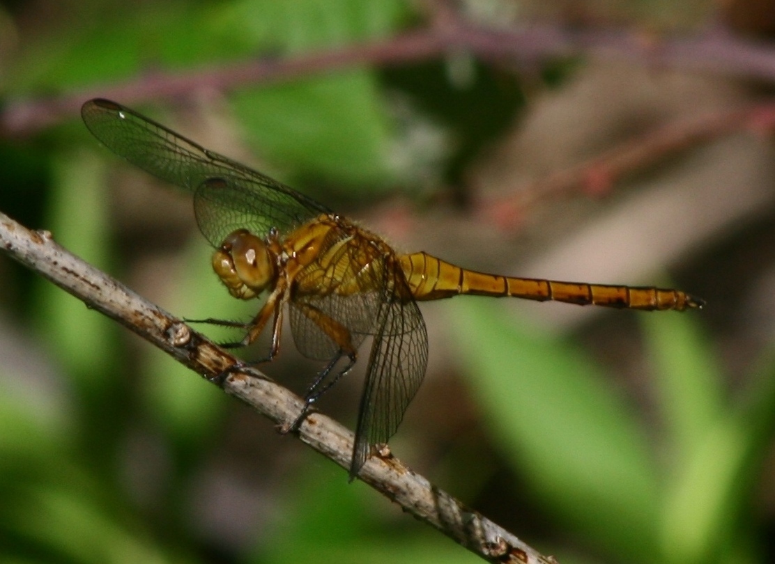 Sympetrum sp. da identificare