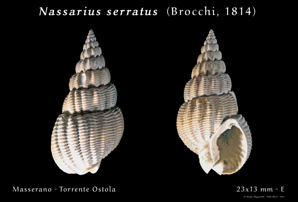 Nassarius.... serraticosta ??? (Bronn, 1831)