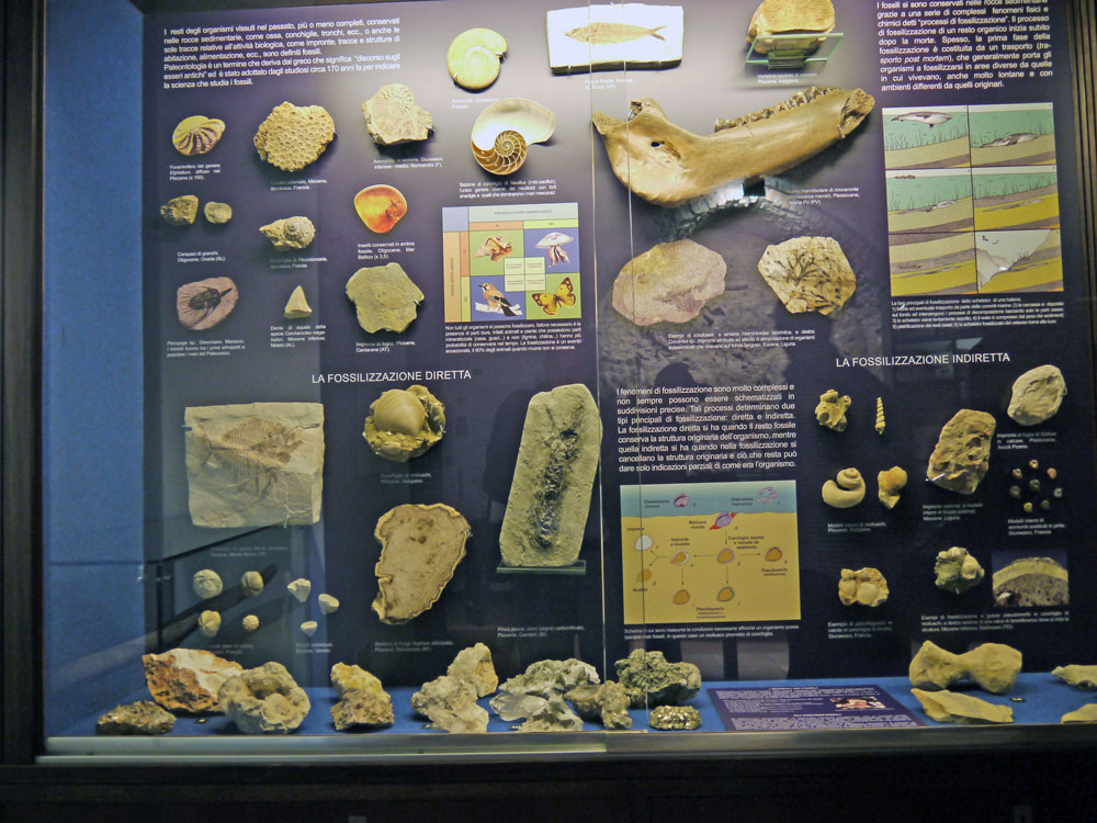 Le conchiglie, le balene.....e la Storia