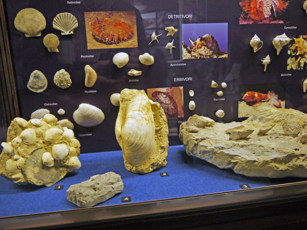 Le conchiglie, le balene.....e la Storia