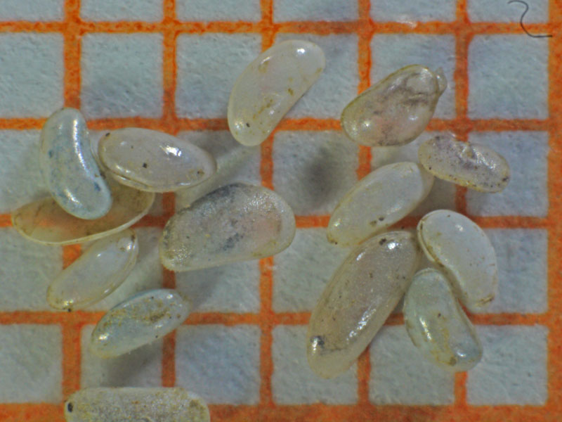 Animale o vegetale ?????? Ostracodi