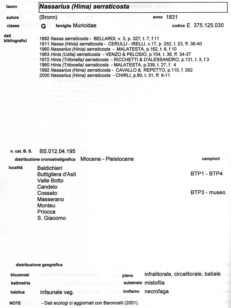 Nassarius.... serraticosta ??? (Bronn, 1831)