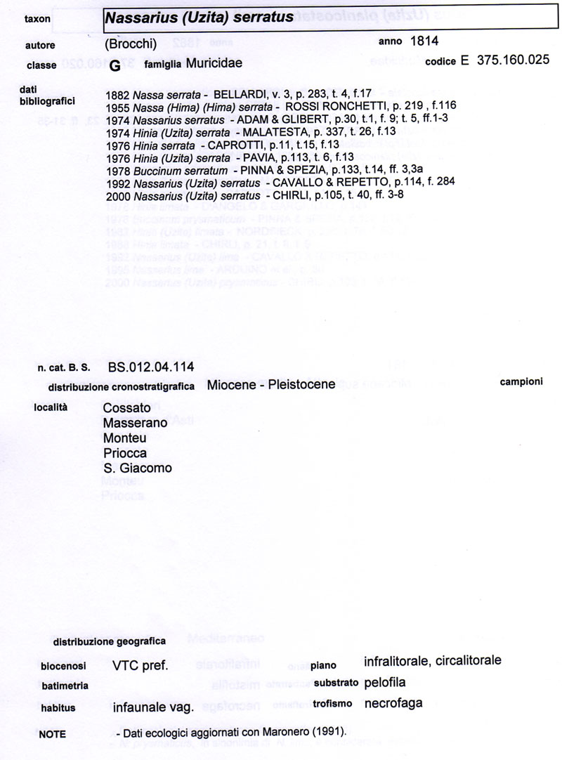 Nassarius.... serraticosta ??? (Bronn, 1831)