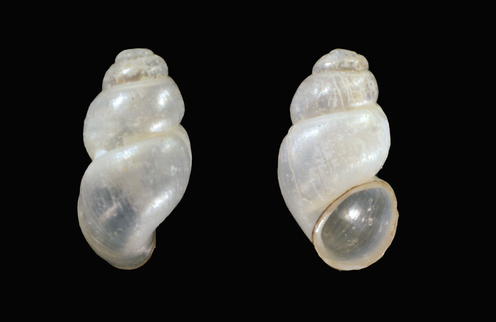 Bythinella opaca (M. VON GALLENSTEIN, 1848)