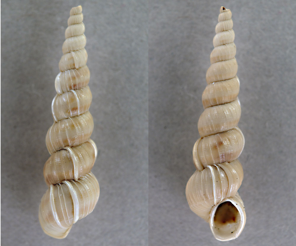 Acrilloscala geniculata