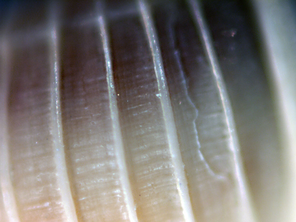 Acrilloscala geniculata