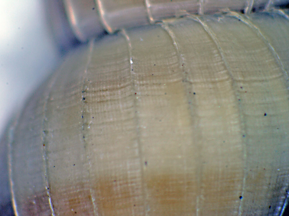 Acrilloscala geniculata