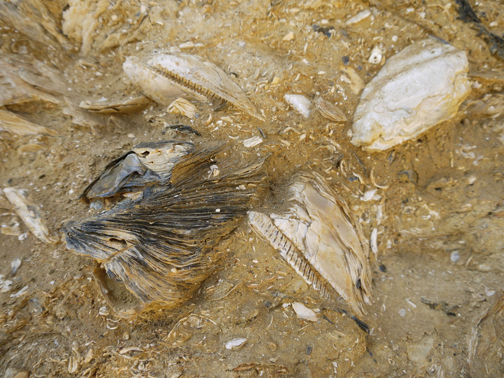 Inaugurazione Geosito Cortiglione d''Asti