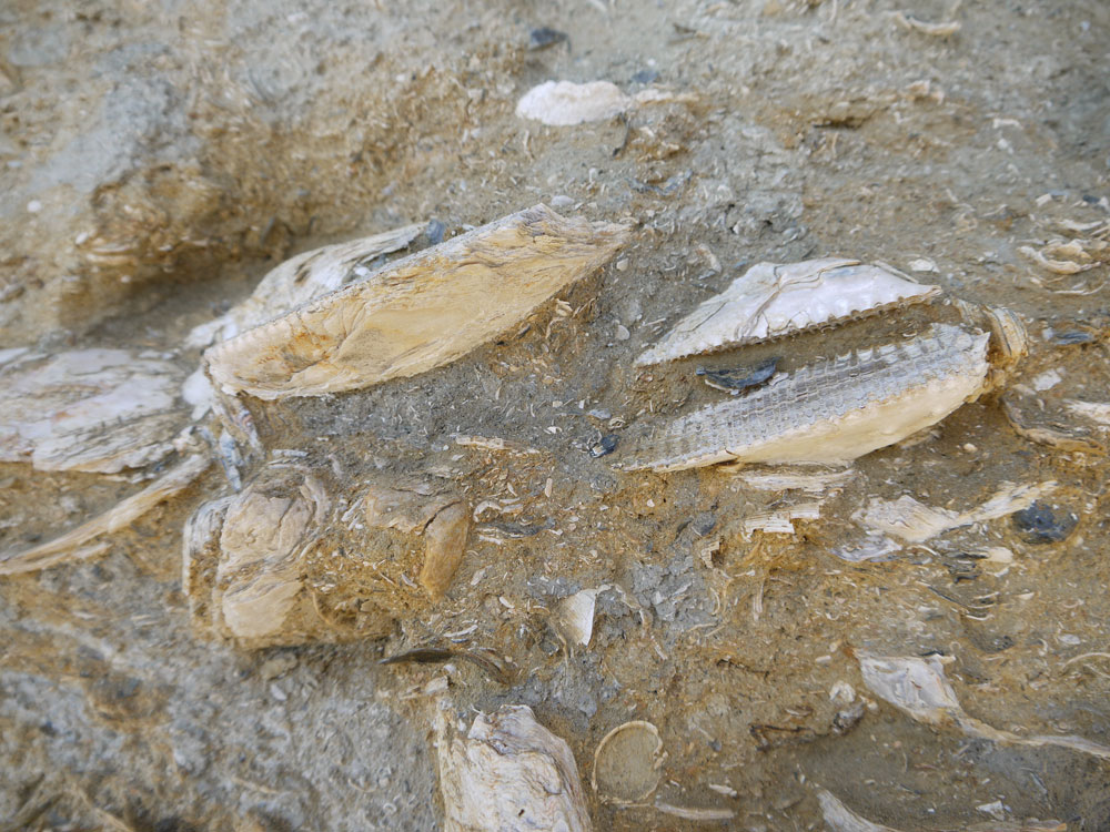 Inaugurazione Geosito Cortiglione d''Asti