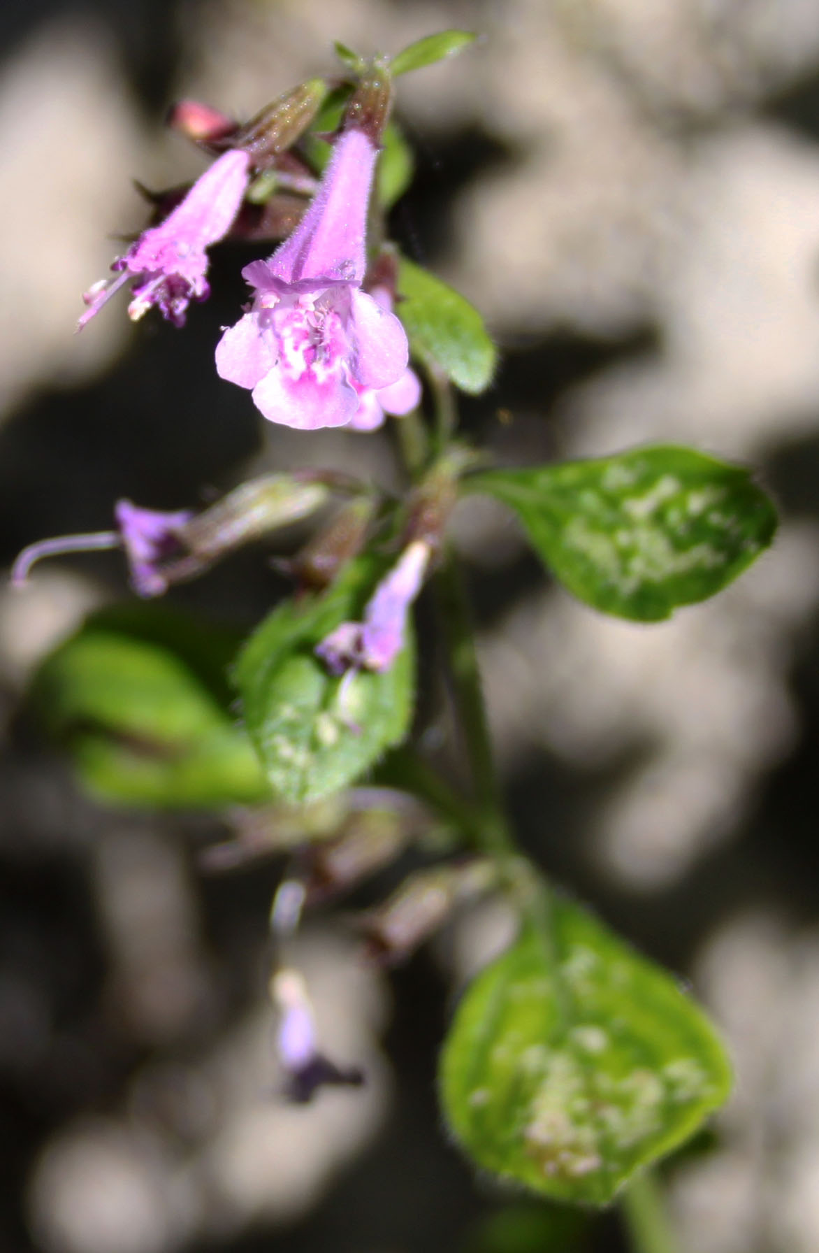 Calamintha nepeta