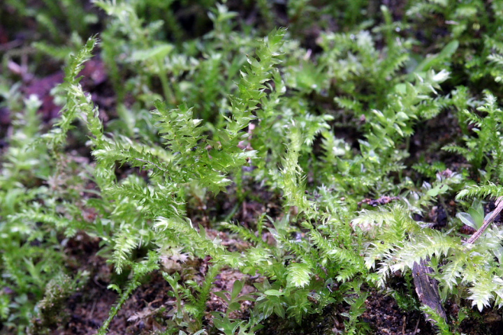 Briofite da determinare