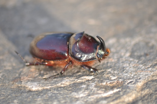 O. nasicornis con corno piccolo
