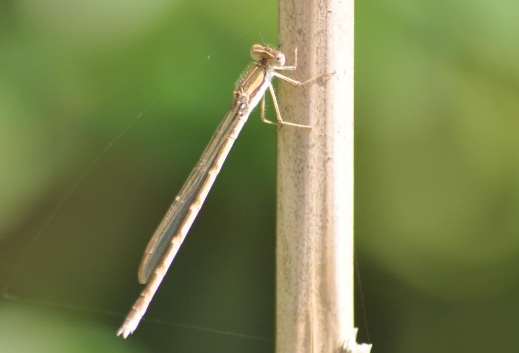Libellula da determinare
