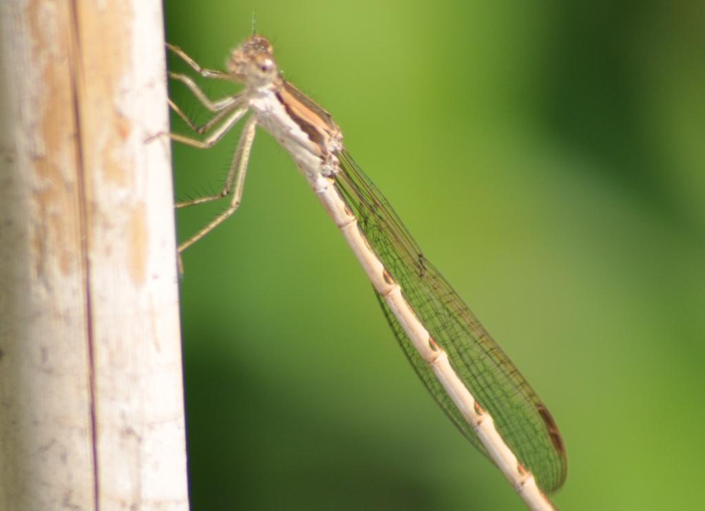 Libellula da determinare