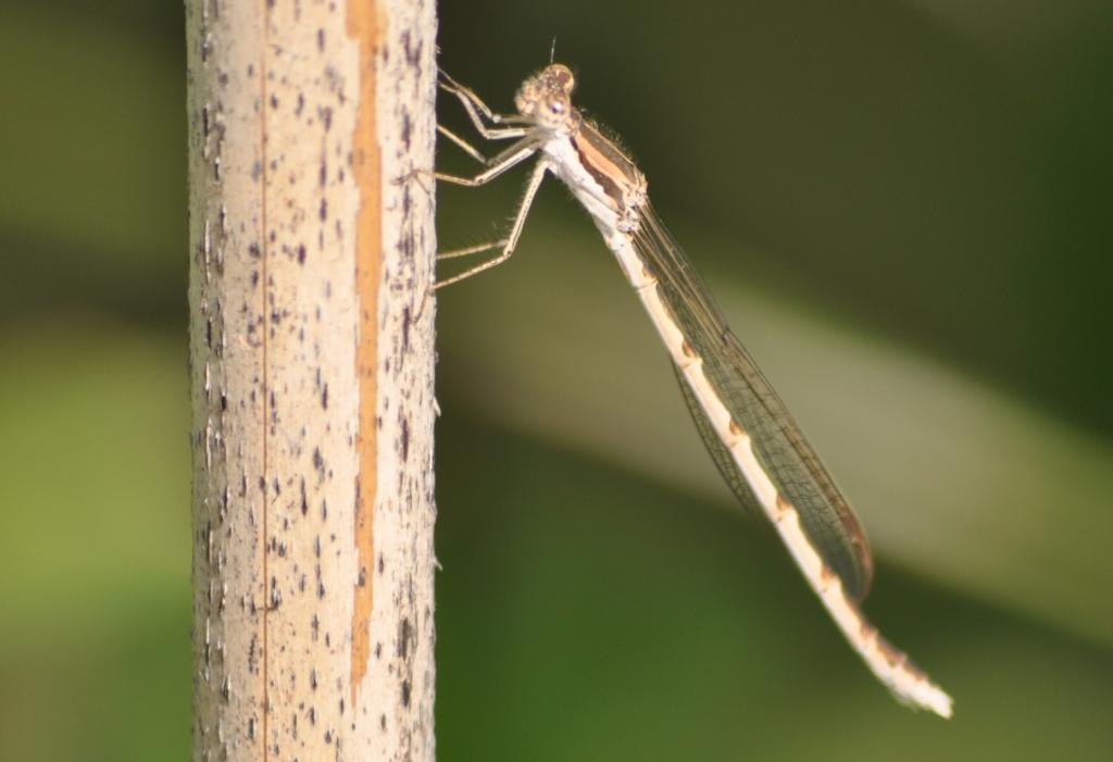 Libellula da determinare