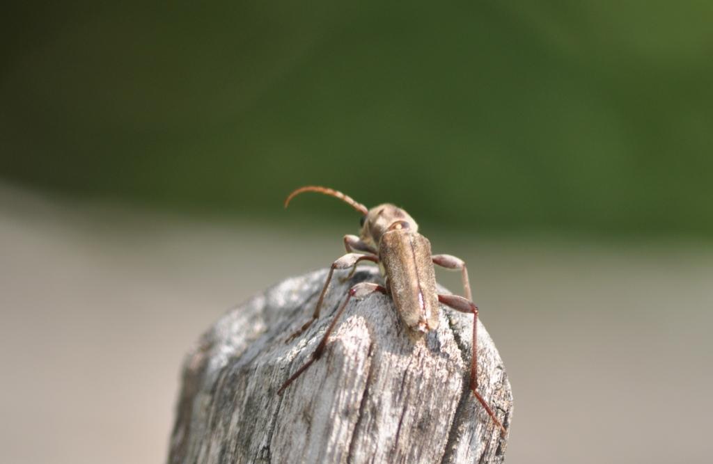 Xylotrechus stebbingi