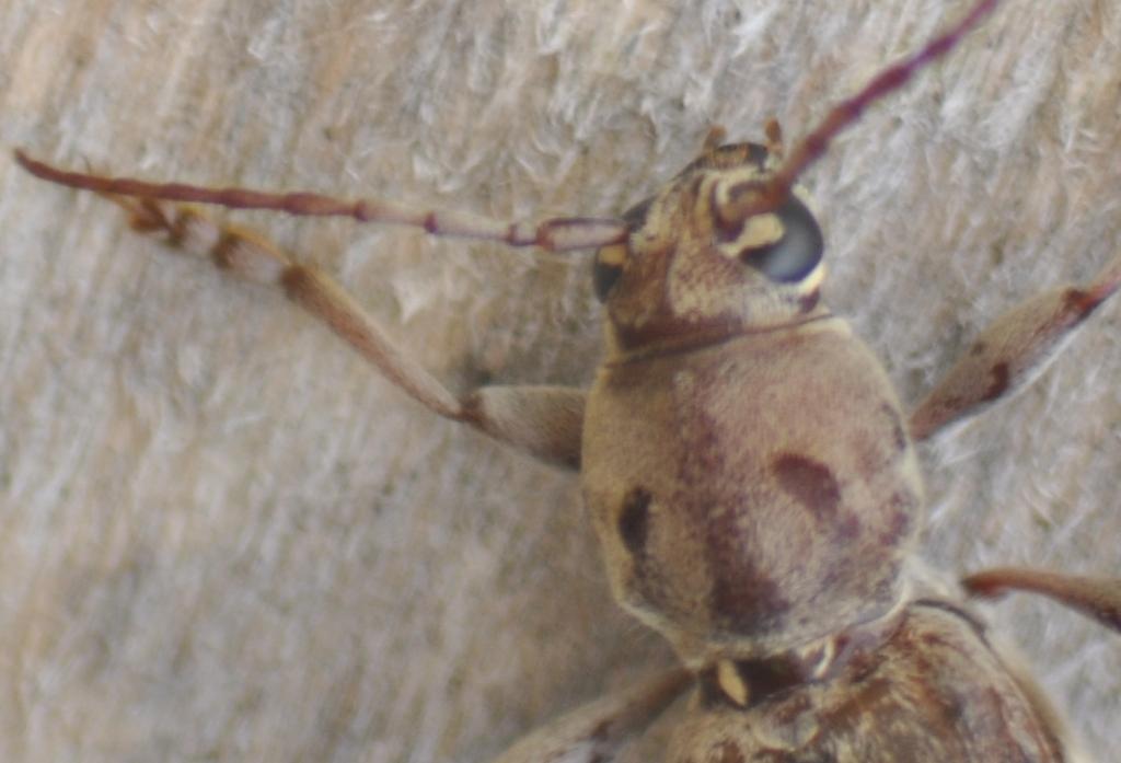 Xylotrechus stebbingi
