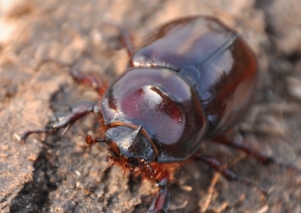 O. nasicornis con corno piccolo