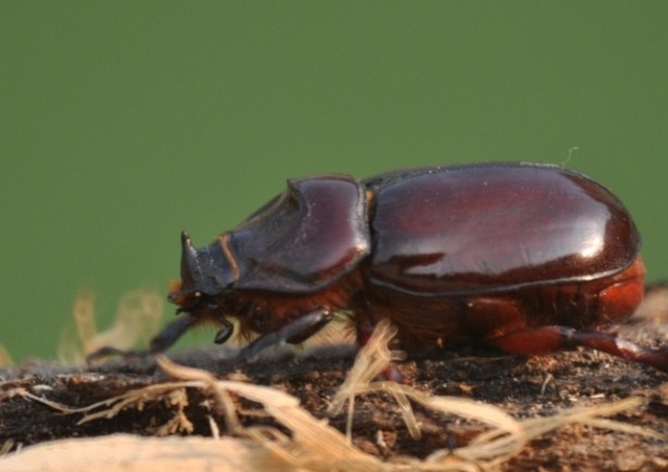O. nasicornis con corno piccolo