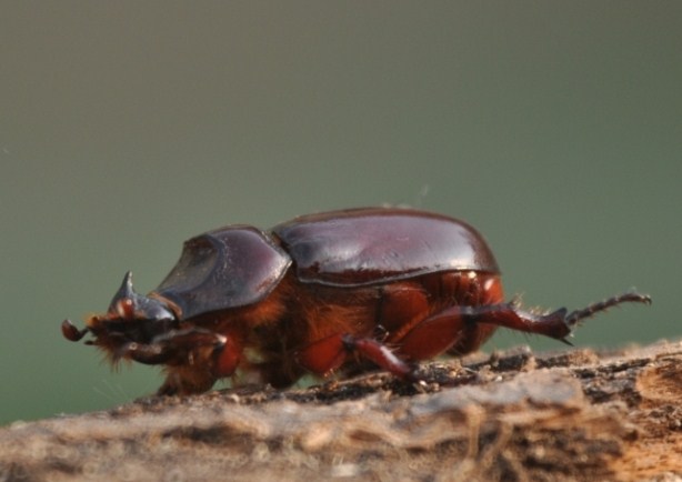 O. nasicornis con corno piccolo