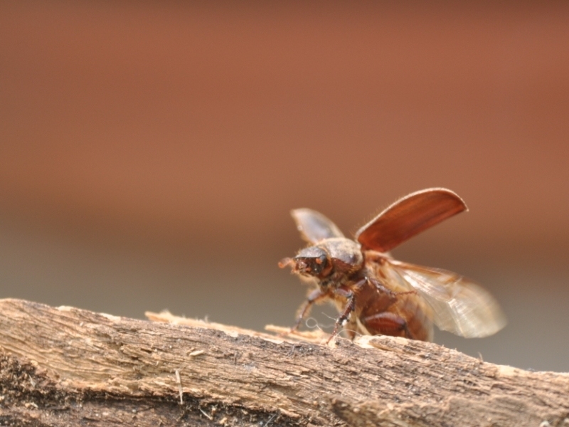 Da determinare: Aplidia transversa