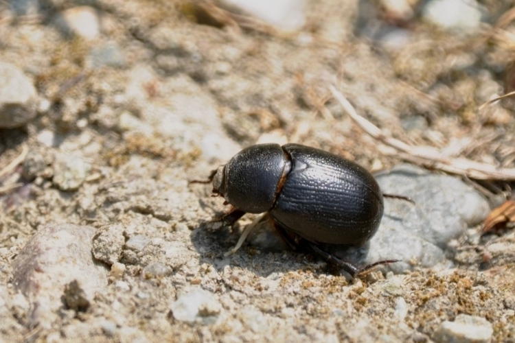 Pentodon bidens