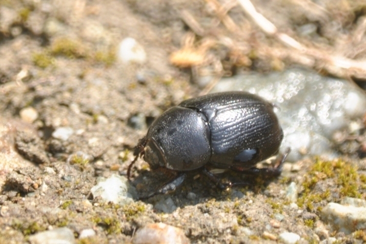 Pentodon bidens