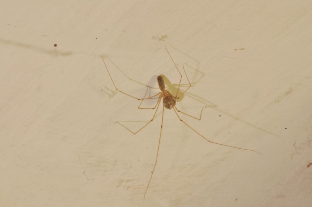 Femmina con uova (Pholcus phalangioides)
