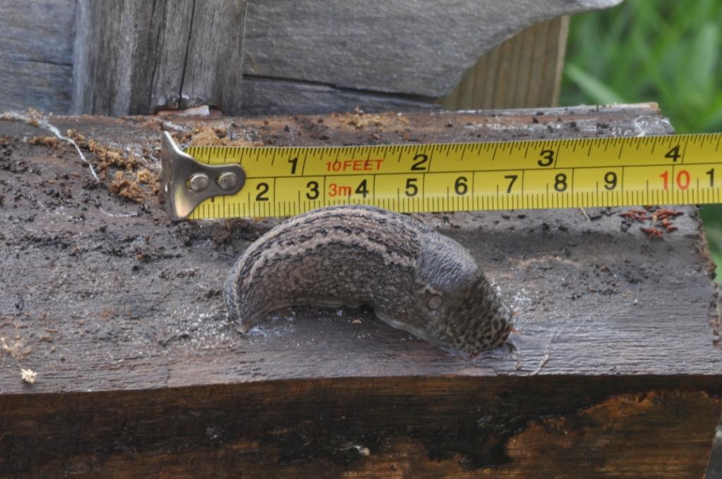 Limax maximus da Ponzano Monferrato (AL)