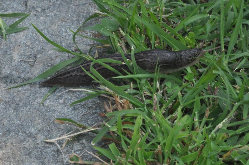 Limax maximus da Ponzano Monferrato (AL)