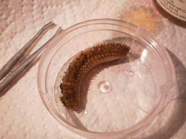 Hermodice carunculata