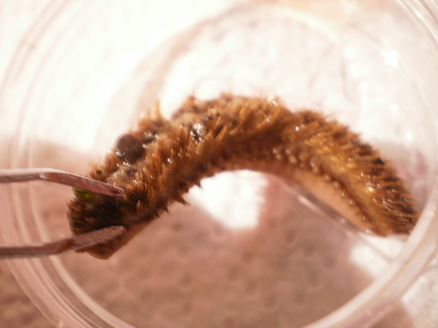 Hermodice carunculata