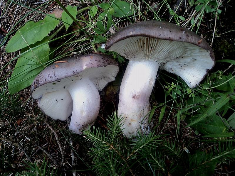 Colori nel bosco
