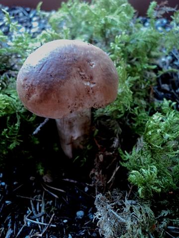 Ritrovamenti in 3 ettari di bosco