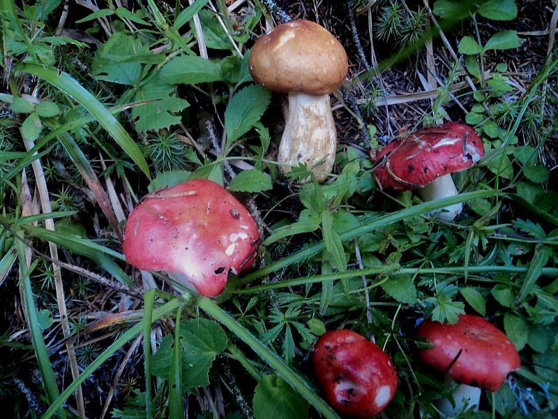 Colori nel bosco