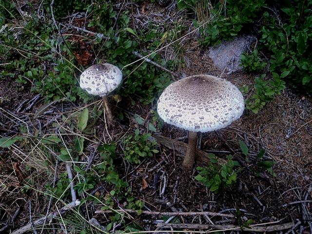 Ritrovamenti in 3 ettari di bosco
